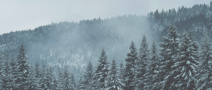 Winter Forest Retreat - Erwecke dein inneres Feuer – Yoga Retreat in Tuttlingen, Schwarzwald mit Shivoham Yoga aus Fellbach